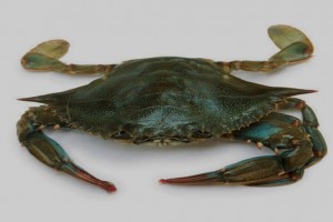 Live mud crab from Bangladesh